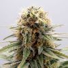 Foto Gsc 100% kannabia