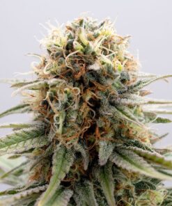 Foto Gsc 100% kannabia