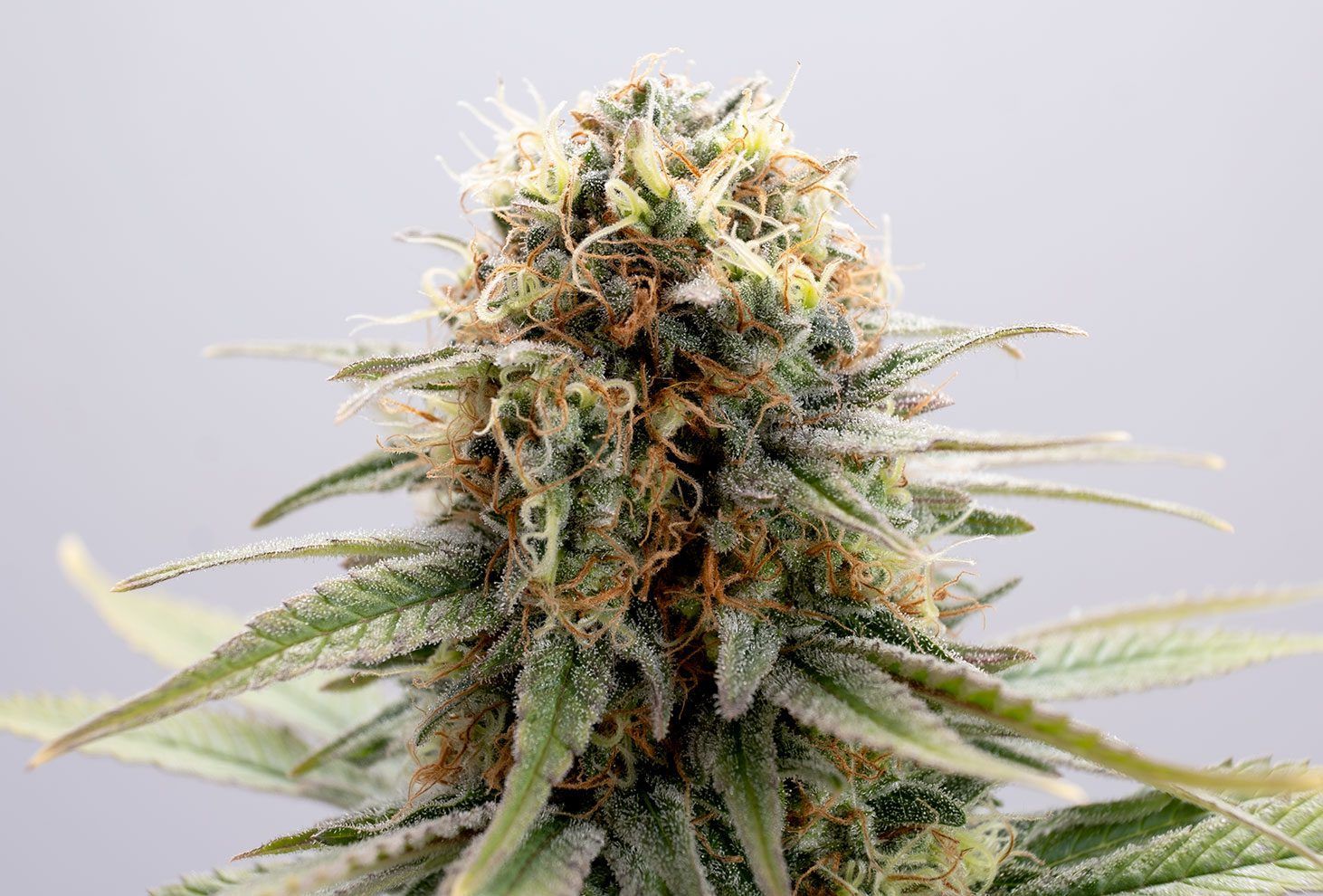 Foto Gsc 100% kannabia