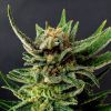 Foto Gypsy kush 100% kannabia