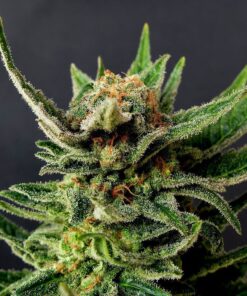 Foto Gypsy kush 100% kannabia