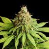 Foto Helfire og 100% kannabia