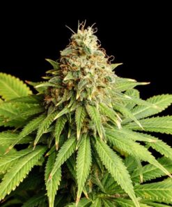 Foto Helfire og 100% kannabia