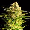 Foto Indica cream 100% kannabia