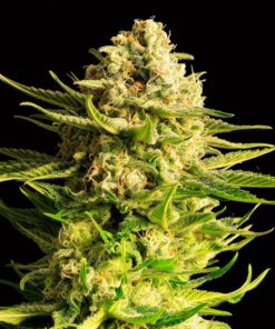 Foto Indica cream 100% kannabia