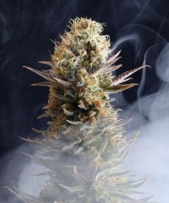 Foto Kaboom 100% kannabia