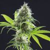 Foto Kama kush cbd 100% kannabia