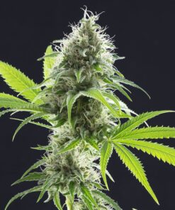 Foto Kama kush cbd 100% kannabia