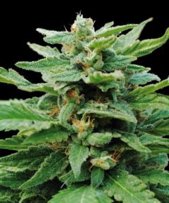 Foto Karibean mango 100% kannabia