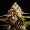 Foto La blanca 100% kannabia
