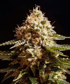 Foto La blanca 100% kannabia
