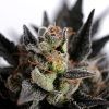 Foto Lemon haze auto kannabia