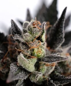 Foto Lemon haze auto kannabia