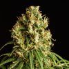 Foto Mimosa dream 100% kannabia