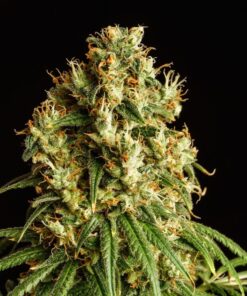 Foto Mimosa dream 100% kannabia
