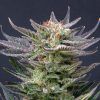 Foto Purple dream auto kannabia