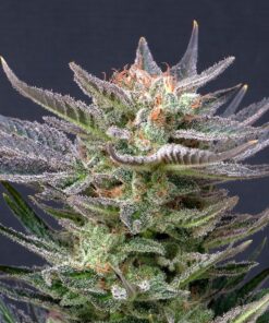 Foto Purple dream auto kannabia