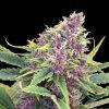 Foto Purple kush 100% kannabia