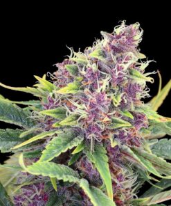 Foto Purple kush 100% kannabia