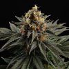 Foto Sativa dream 100% kannabia