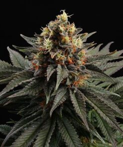 Foto Sativa dream 100% kannabia