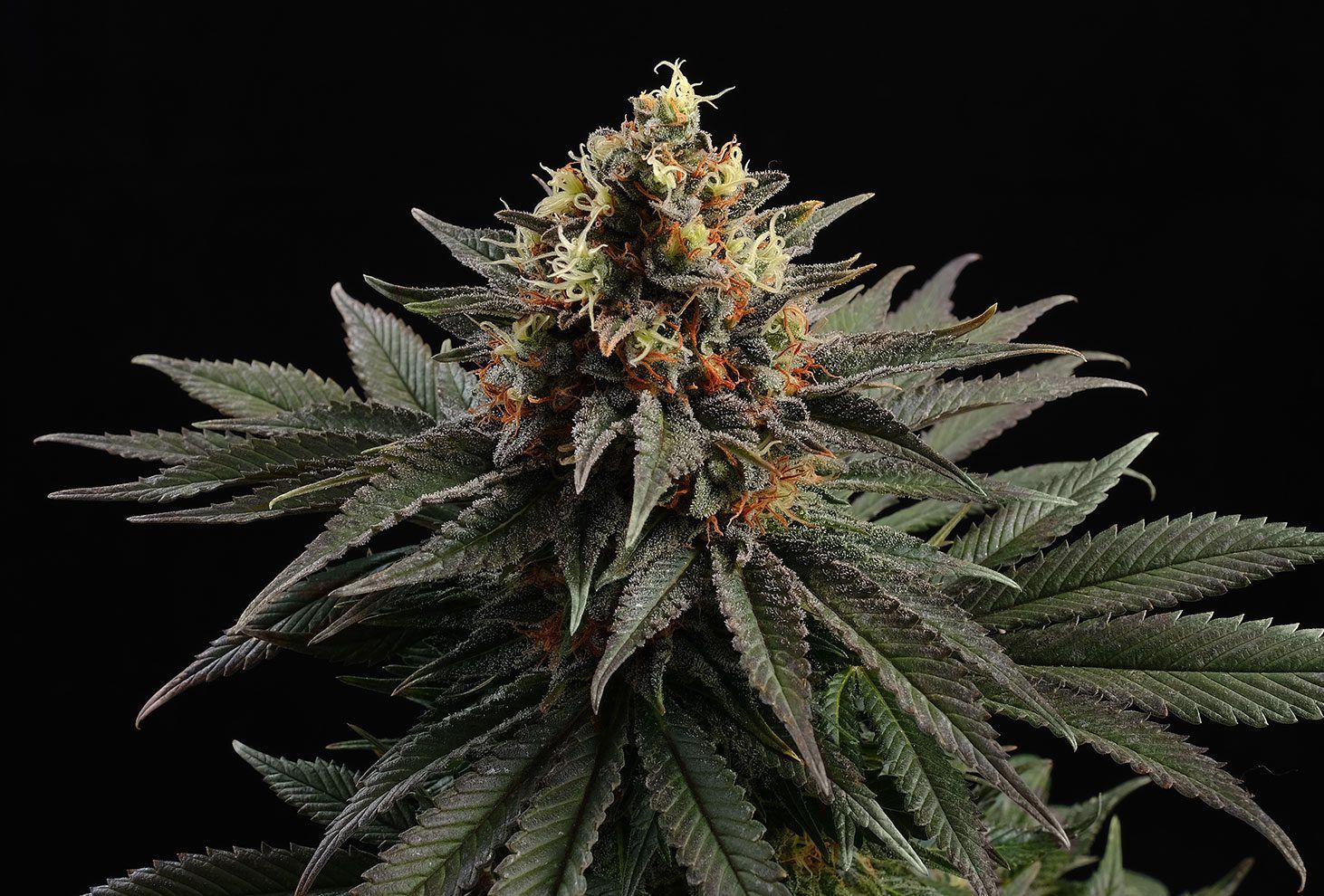 Sativa dream 100% kannabia Foto Sativa dream 100% kannabia