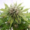 Foto Silver widow 100% kannabia