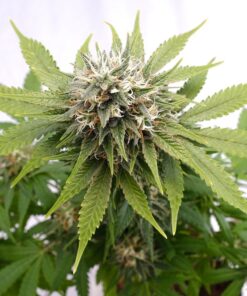 Foto Silver widow 100% kannabia
