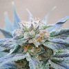 Foto Skunk + 100% kannabia