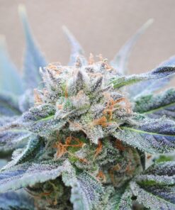 Foto Skunk + 100% kannabia