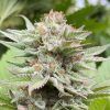 Foto Strawberry haze auto kannabia