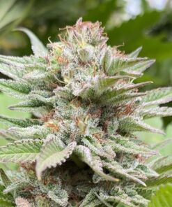 Foto Strawberry haze auto kannabia