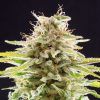 Foto Super og kush 100% kannabia