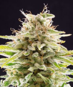 Foto Super og kush 100% kannabia