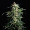 Foto Swiss dream auto cbd 100% kannabiaSwiss dream auto cbd 100% kannabia