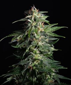 Foto Swiss dream auto cbd 100% kannabiaSwiss dream auto cbd 100% kannabia