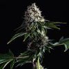 Foto Swiss dream cbd 100% kannabia