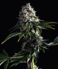 Foto Swiss dream cbd 100% kannabia