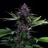 Foto Swiss dream rose auto cbd kannabia