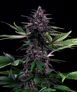 Foto Swiss dream rose auto cbd kannabia