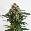 Foto Thcv cbd kannabia