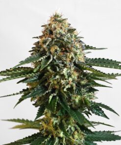 Foto Thcv cbd kannabia