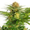 Foto White domina 100% kannabia