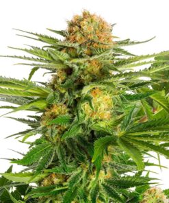 Foto White domina 100% kannabia