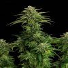 Foto Zkit kandy dream 100% kannabia