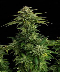 Foto Zkit kandy dream 100% kannabia