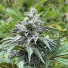 Foto Zkit kandy dream auto kannabia