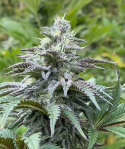 Foto Zkit kandy dream auto kannabia