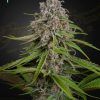 Foto Deep candy 100% green house