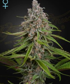Foto Deep candy 100% green house